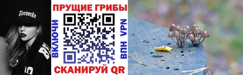 Купить закладки  Николаевск  Псилоцибиновые грибы Cubensis 